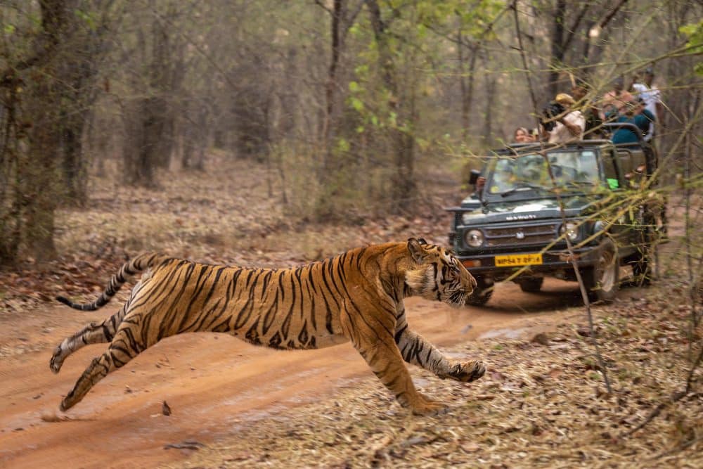 Ranthambore National Park India - Sawai Madhopur Rajasthan 10 jungle safari