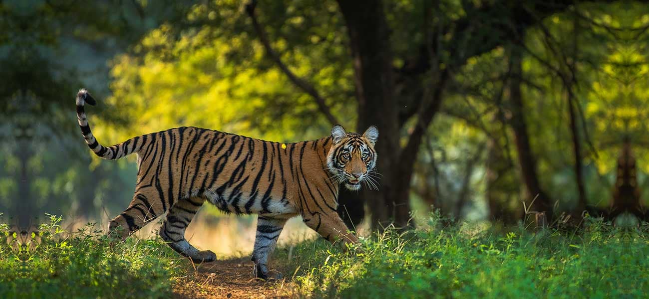 Ranthambore National Park India - Sawai Madhopur Rajasthan 8 safari etiquette