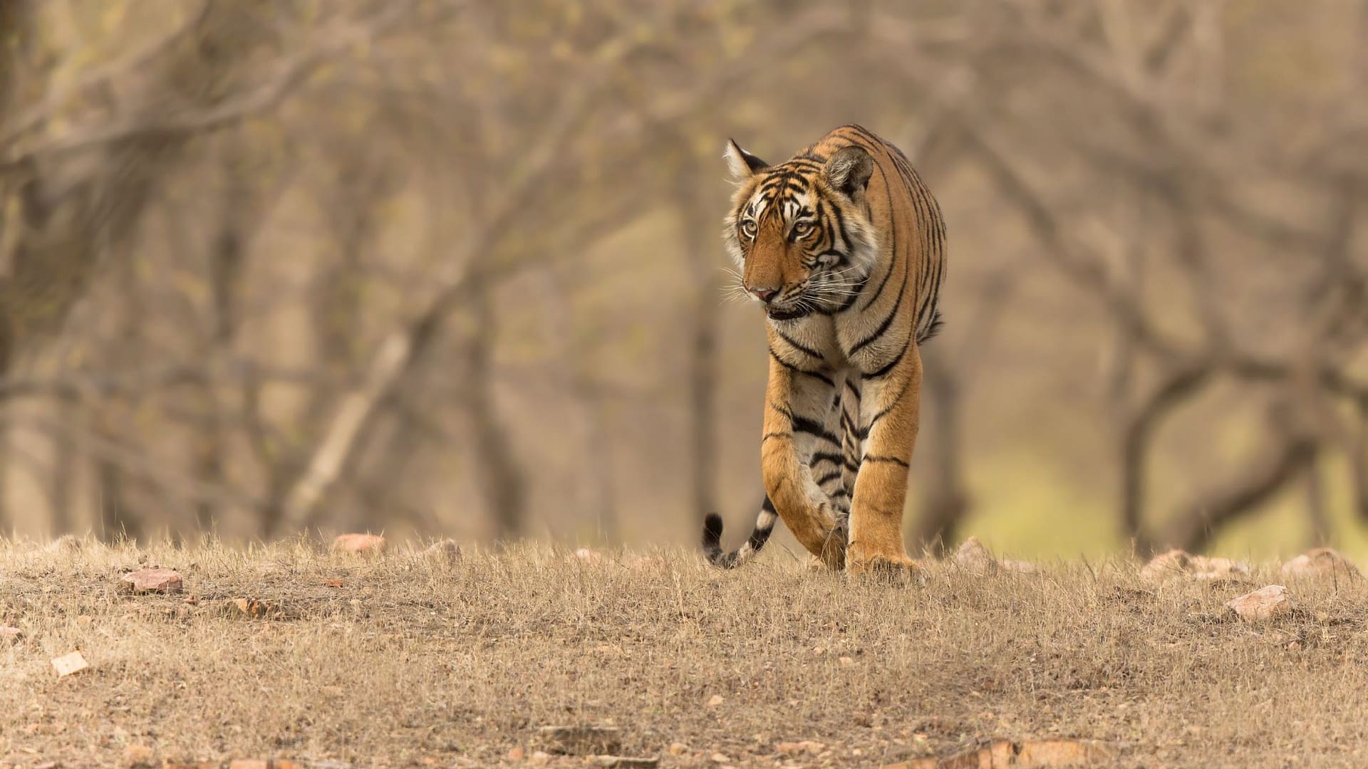 how to reach ranthambore how to reach ranthambore