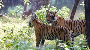 Arrow Head T84 Tigress 1 Arrow Head t84