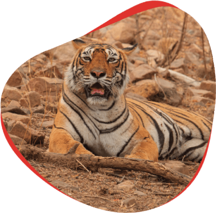 Machali (T-16)- Ranthambore's Legendary Tigress 1 Machali