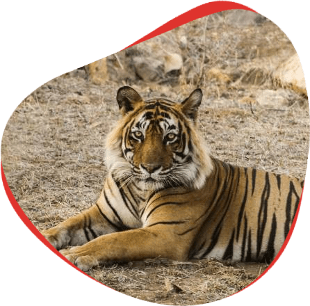T-24 (Ustad)- Ranthambore Tiger 1 t-24 ranthambore