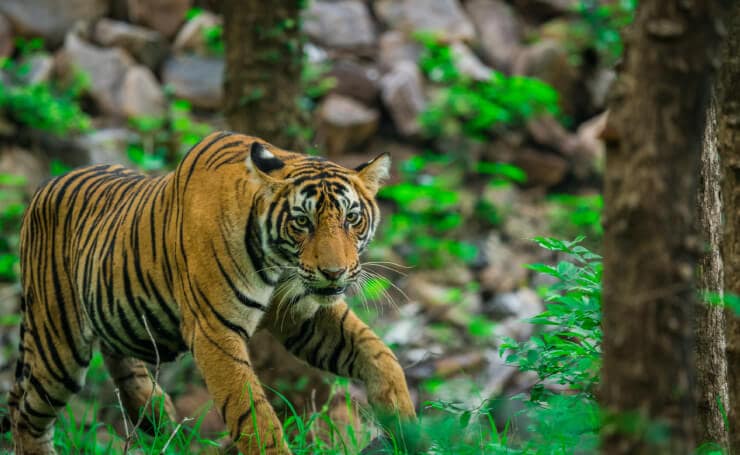 How many Tigers in Ranthambore June 2022 Report 1 tigers in ranthambore