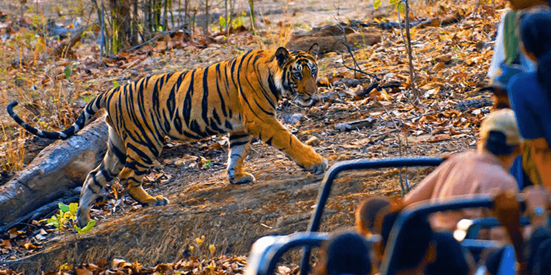 Ranthambore National Park India - Sawai Madhopur Rajasthan 9 ranthambore national park reviews