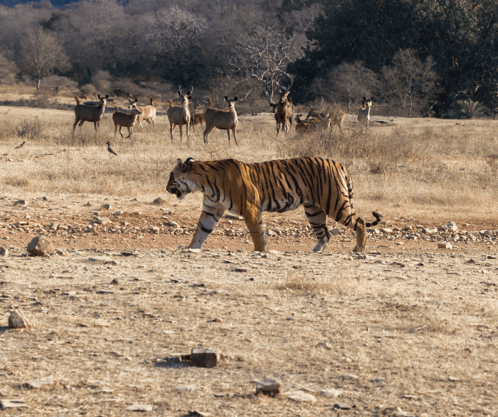 Ranthambore National Park India - Sawai Madhopur Rajasthan 16 Tiger Zone Ranthambore