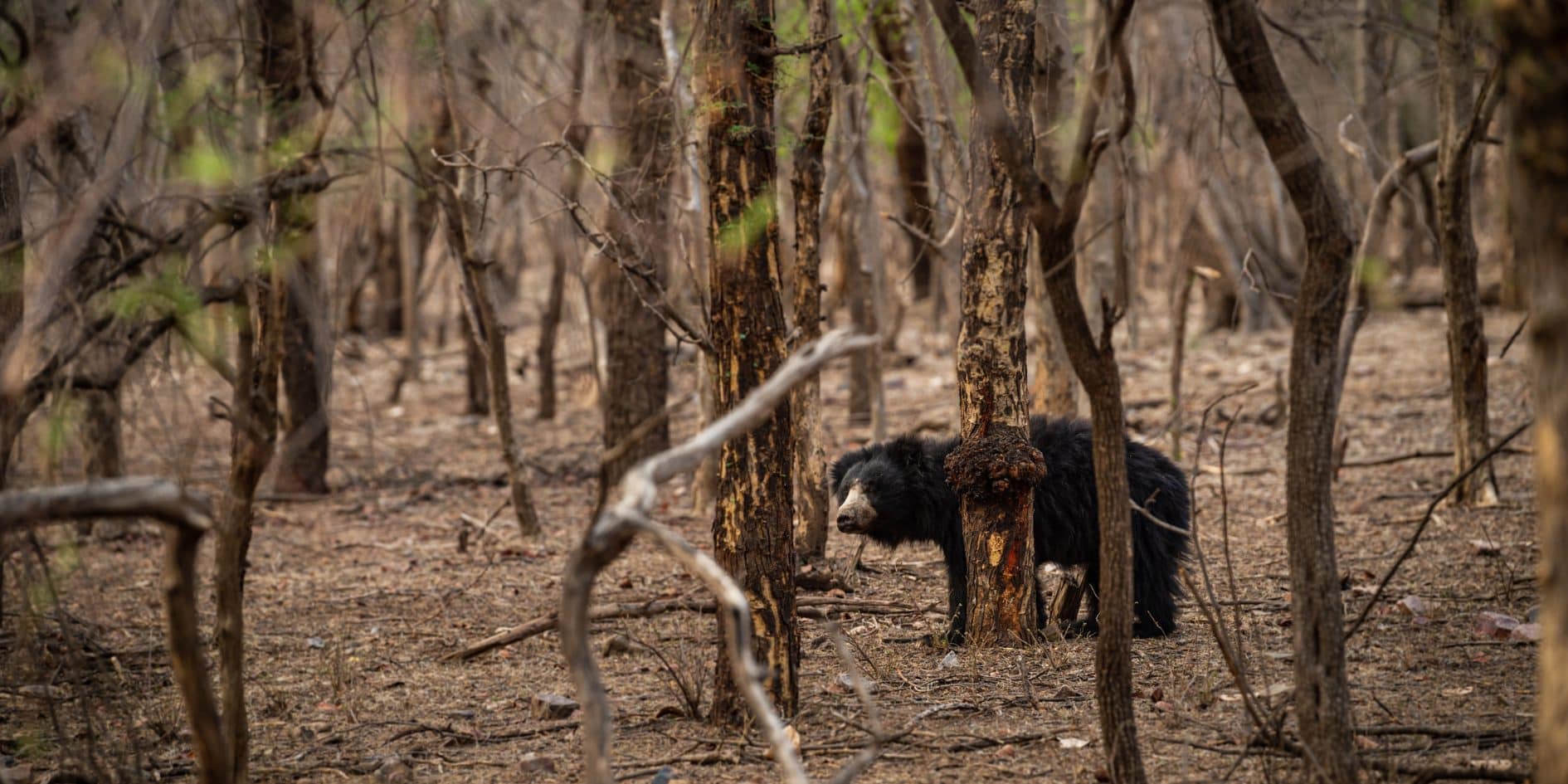 Ranthambore National Park India - Sawai Madhopur Rajasthan 15 Ranthambore National Park Forest