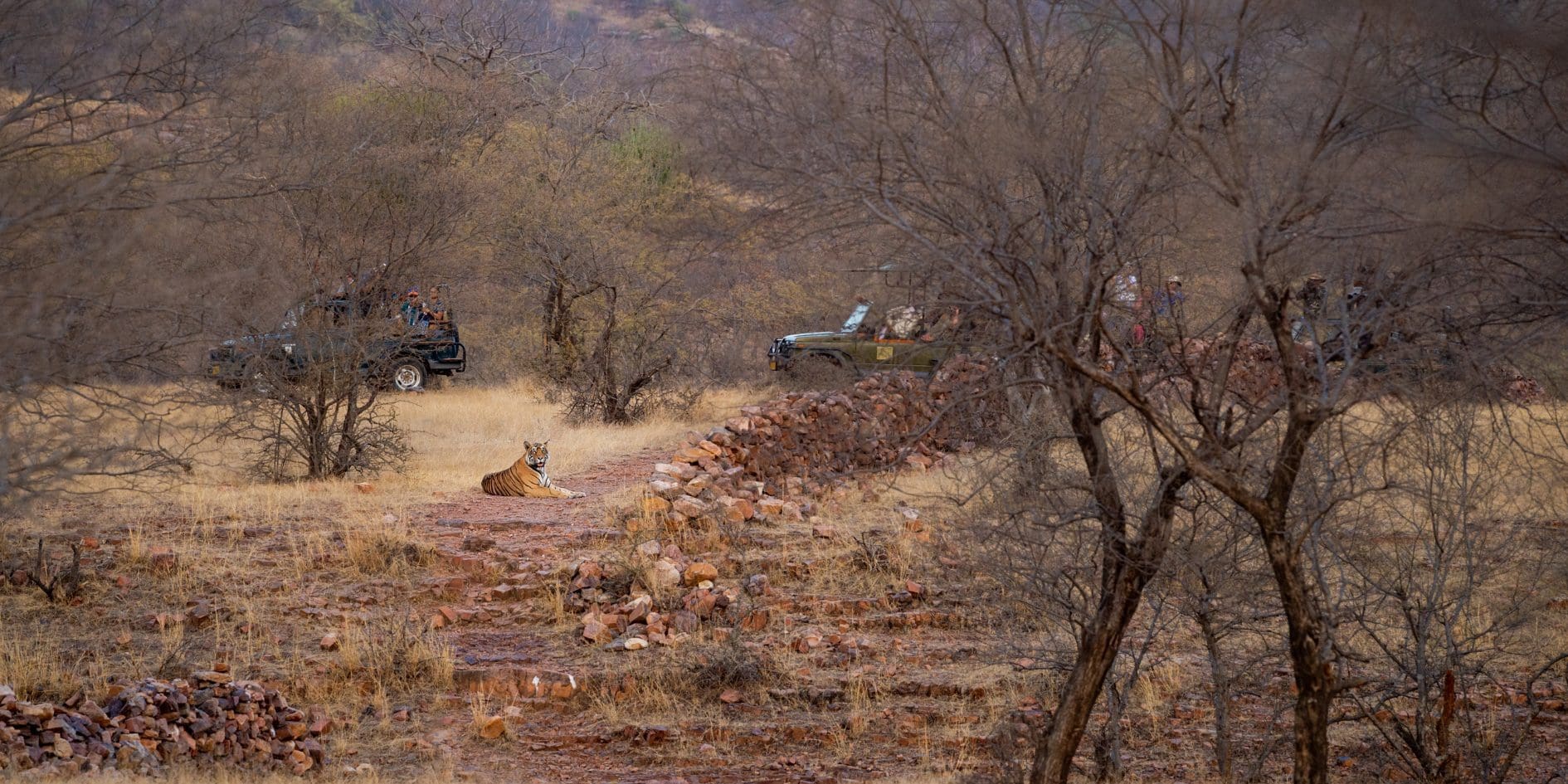 Ranthambore National Park India - Sawai Madhopur Rajasthan 13 Tiger Safari Ranthambore