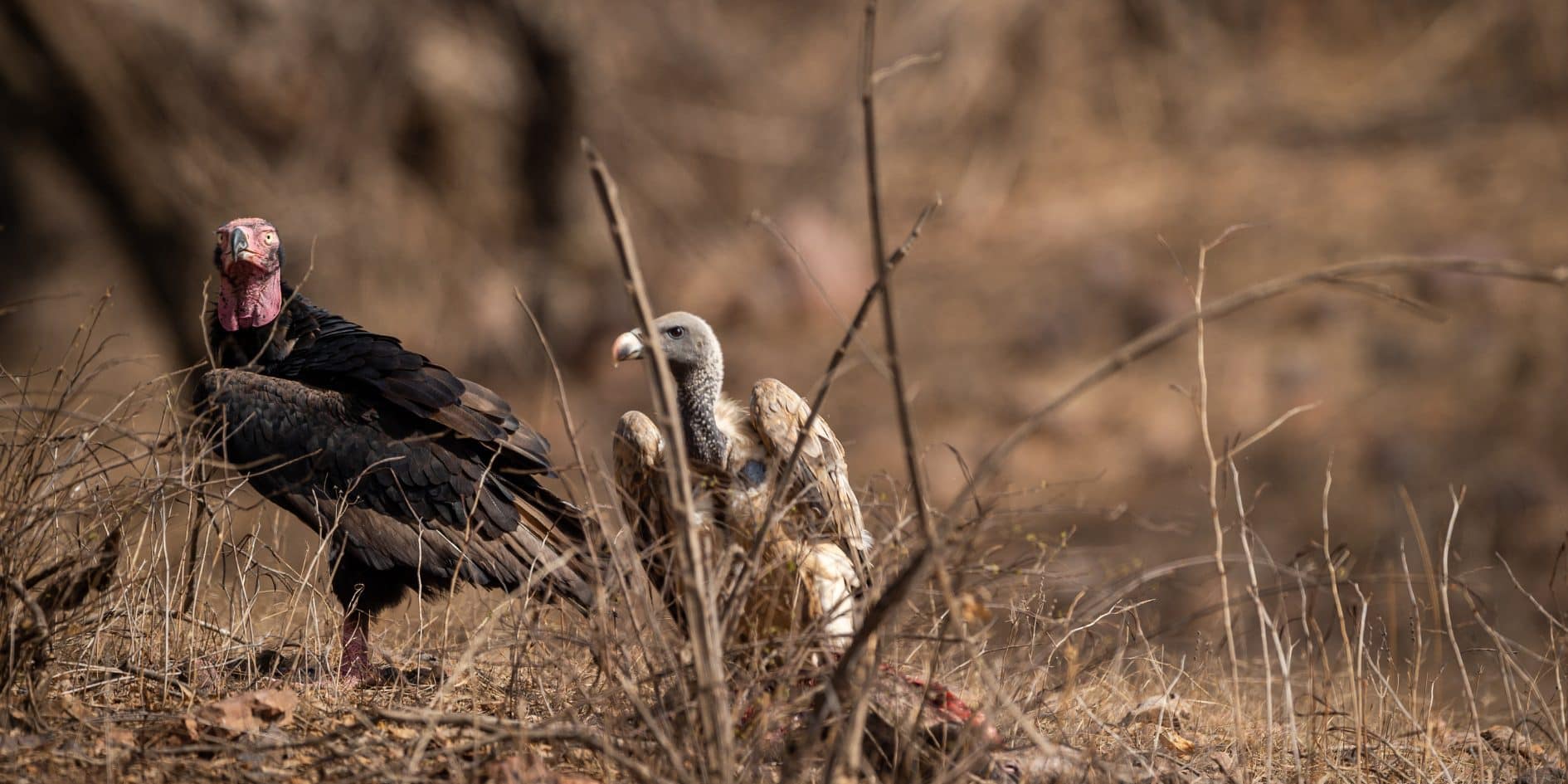 Ranthambore National Park India - Sawai Madhopur Rajasthan 14 Ranthambore Wildlife