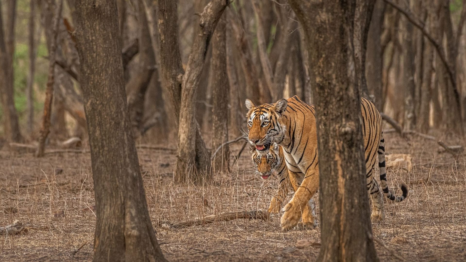 Ranthambore National Park India - Sawai Madhopur Rajasthan 12 Ranthambore Tiger