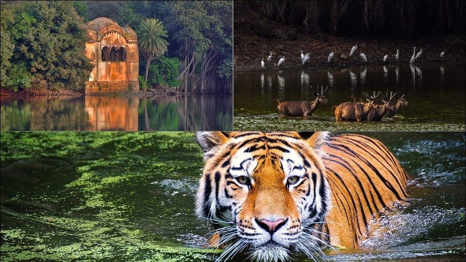 Ranthambore Safari Price Guide: 2025-26 1 ranthambore safari price
