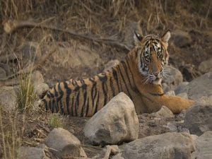 Tigress T-39 (Mala) The Ranthambore Beauty 1 Tigress t-39